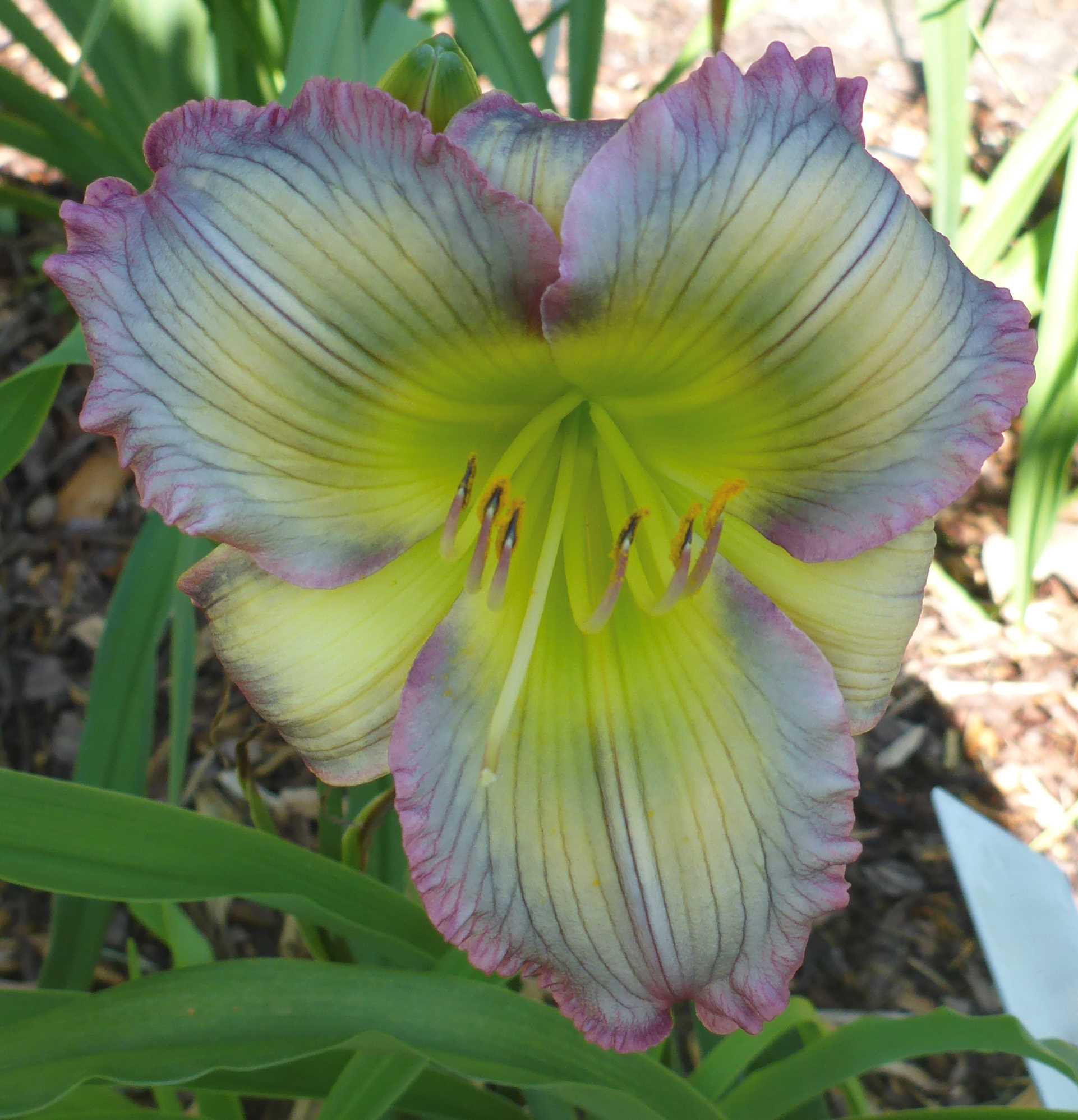 Shallow Fords Amazing Grace - Sold Out, Northern Lights Daylilies