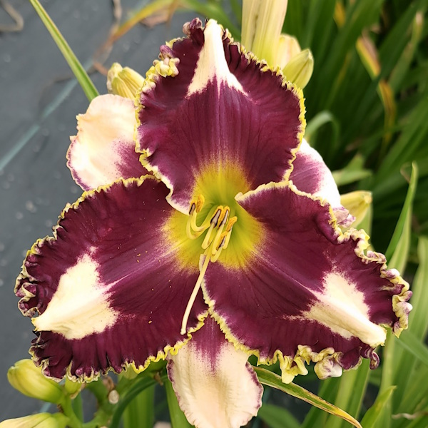 Blackberry Cream Pie - 1 Fan