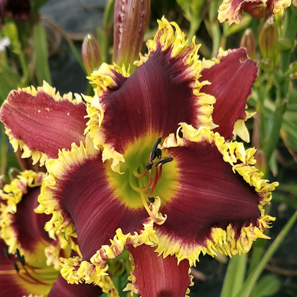 Tons of Teeth - 1 Fan