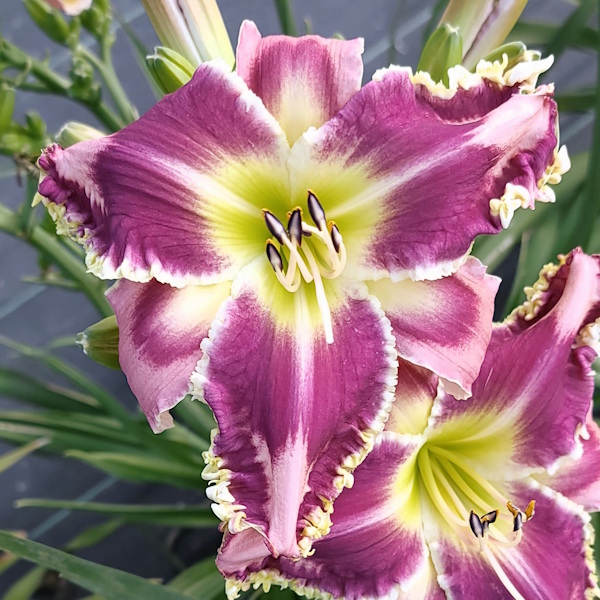 Valentine Hearts - 1 Fan