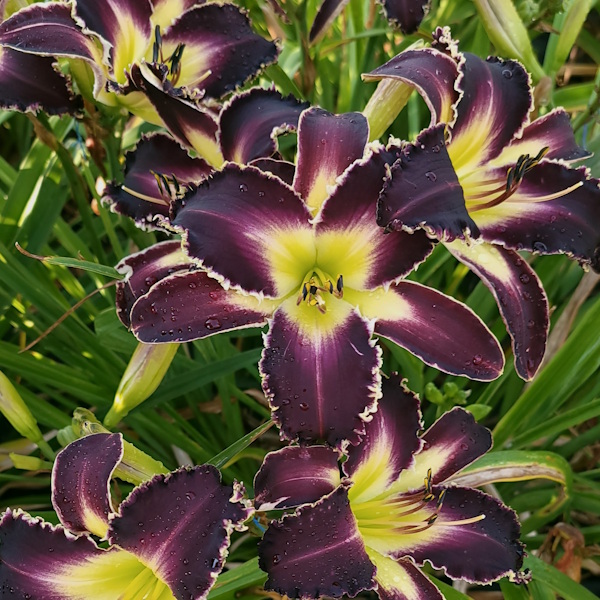 Purple Wine Wonder - 1 Fan