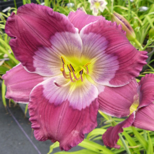 Crown of Shadows - 1 Fan Crown of Shadows - 1 Fan