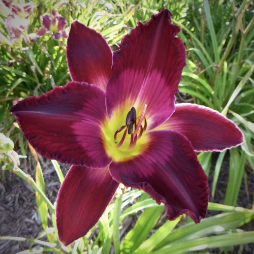 Dogs Cats and Pompadour Hats - 1 Fan