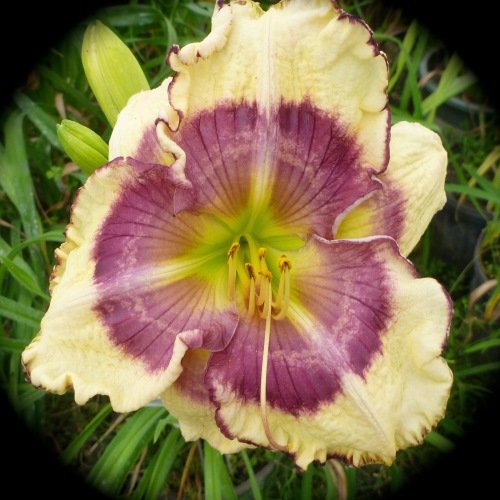 Feng Zhu - 1 Fan, Northern Lights Daylilies