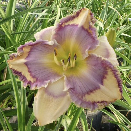 Heart of the Sea - 1 Fan