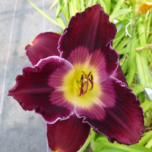 Linda Mae, Linda Mae Not - 1 Fan