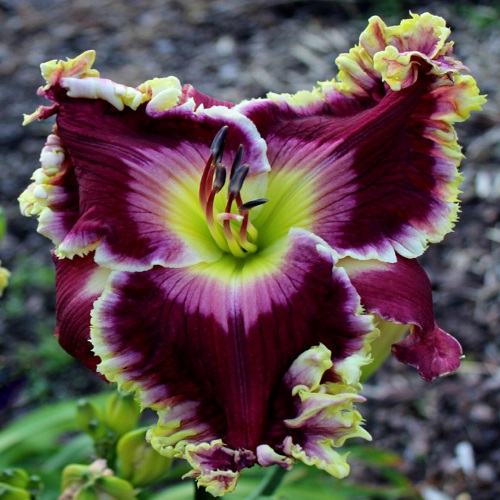 Master and Bold Ruler - Sold Out, Northern Lights Daylilies