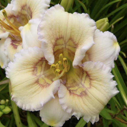 Vanilla Ripples - 1 Fan Vanilla Ripples - 1 Fan