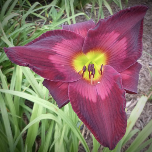 Wishing on a Star - Sold Out