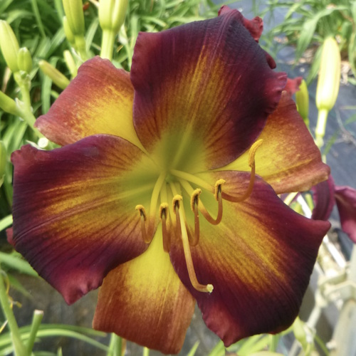 Zombieland - Sold Out Zombieland - Sold Out