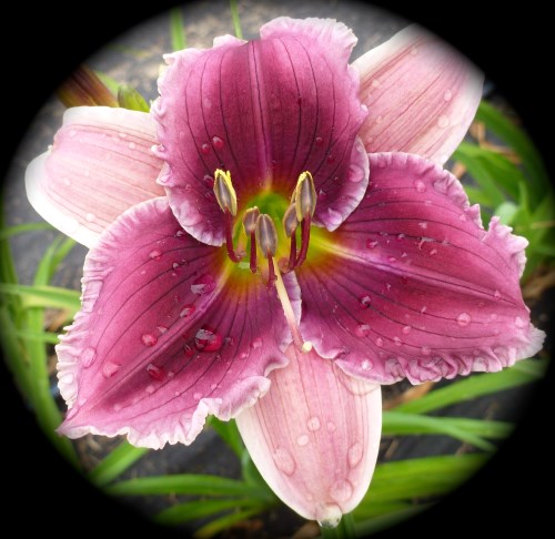 Luscious Kiss - Sold Out